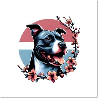 Staffordshire Bull Terrier Revels in Spring Cherry Blossoms Posters and Art